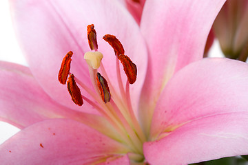 Image showing Pink Lilies