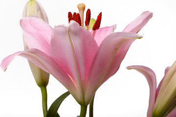 Image showing Pink Lilies