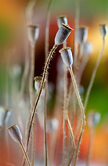 Image showing Dry poppy pods