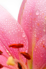 Image showing Pink Lilies with dew drops