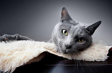 Image showing Russian Blue Cat