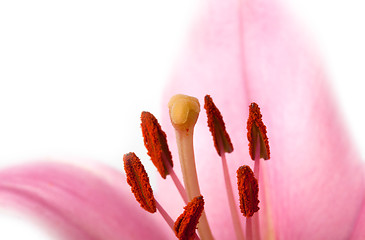 Image showing Pink Lilies