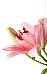 Image showing Pink Lilies