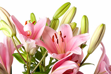 Image showing Pink Lilies