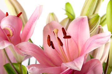 Image showing Pink Lilies