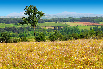 Image showing Summer rural landscape