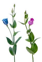 Image showing Two beautiful blue and violet flowers