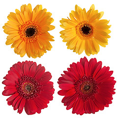 Image showing Set of red and yellow gerbera flowers