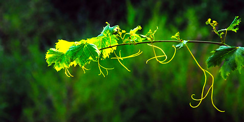 Image showing Vine plant over green