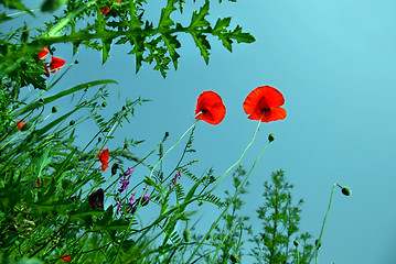 Image showing Blooming poppies over blue sky