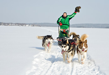 Image showing dog team at work