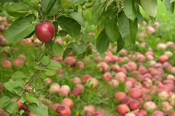 Image showing Apple on a branch in autumn orchard