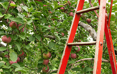 Image showing Red ladder in apple orchard