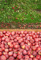 Image showing Freshly picked red apples in a wooden box