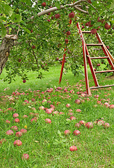 Image showing Apple season