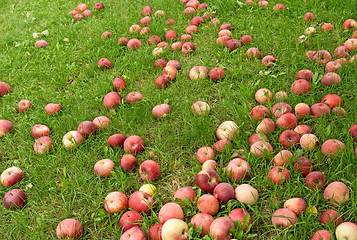 Image showing Fallen red apples in green grass