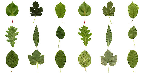 Image showing Leaves collage