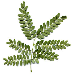 Image showing Carob leaf