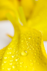 Image showing petals with water drops