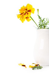 Image showing marigold flowers in vase
