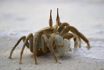 Image showing crab beside sea