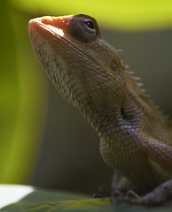 Image showing lizard