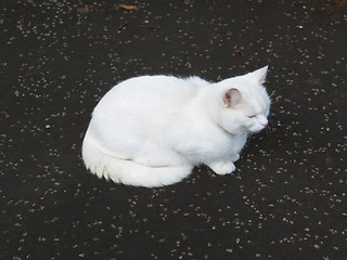 Image showing Cat