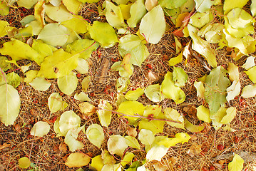 Image showing autumn background