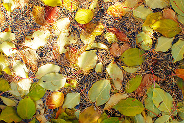 Image showing autumn background