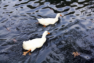 Image showing Two white ducks