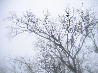 Image showing Tree in a fog
