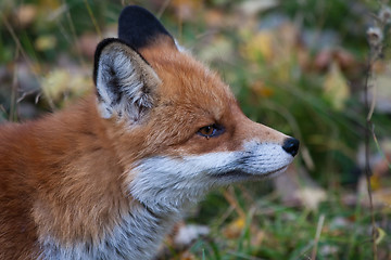 Image showing fox head