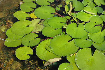 Image showing lotus leaf