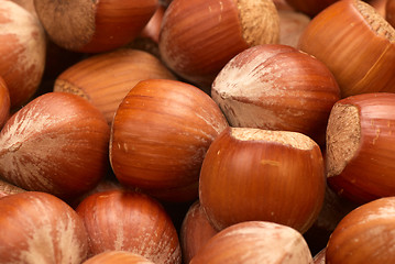 Image showing Hazelnuts