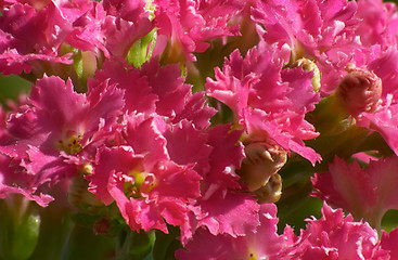 Image showing Flowers of Kalanchoe