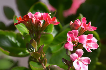 Image showing Flowers of Kalanchoe