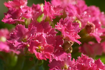 Image showing Flowers of Kalanchoe