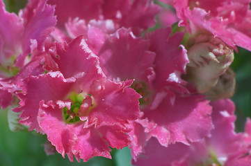 Image showing Flowers of Kalanchoe