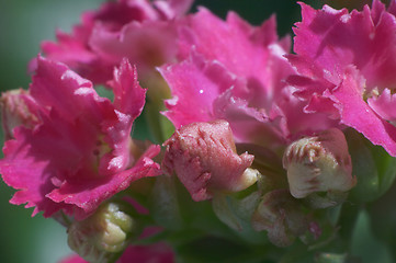 Image showing Flowers and buds