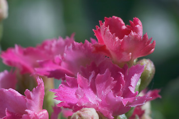 Image showing Flowers of Kalanchoe