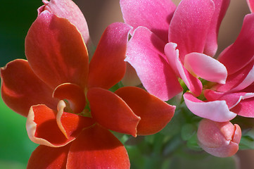 Image showing Macro of Kalanchoe