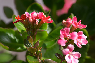 Image showing Flowers of Kalanchoe