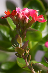 Image showing Flowering Kalanchoe