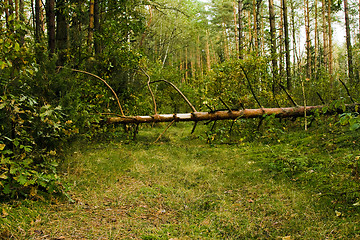 Image showing The tumbled down tree