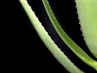 Image showing Aloe