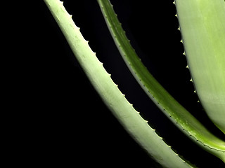 Image showing Aloe