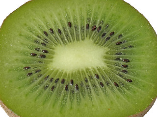 Image showing Kiwi