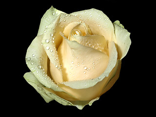 Image showing Rose