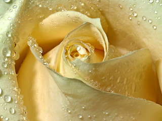 Image showing Rose