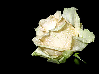 Image showing Rose